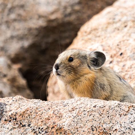 About Front Range Pika Project