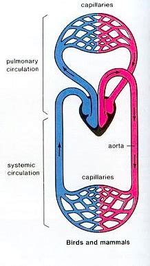 The heart consists of four chambers arranged in a linear sequence. Circulatory System - Understanding Vertebrates
