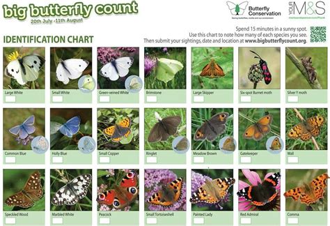 Id Chart Of Uk Butterflies Butterfly Conservation Butterfly