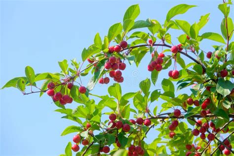 Red Crabapple Fruits Stock Photo Image Of Midget Micromalus 158342298