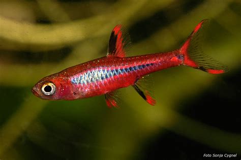 11 Freshwater Nano Fish For Your Aquarium