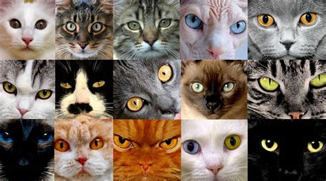 10 Top Different Cat Breeds And Different Cat Personalities