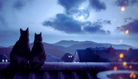 Full Moon Cat Us Pets Love