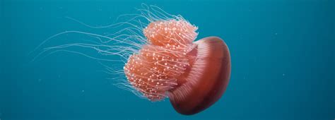 Smallest Jellyfish In The World