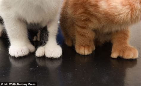 Cats Named Fingers And Thumbs Have 12 Extra Toes Between
