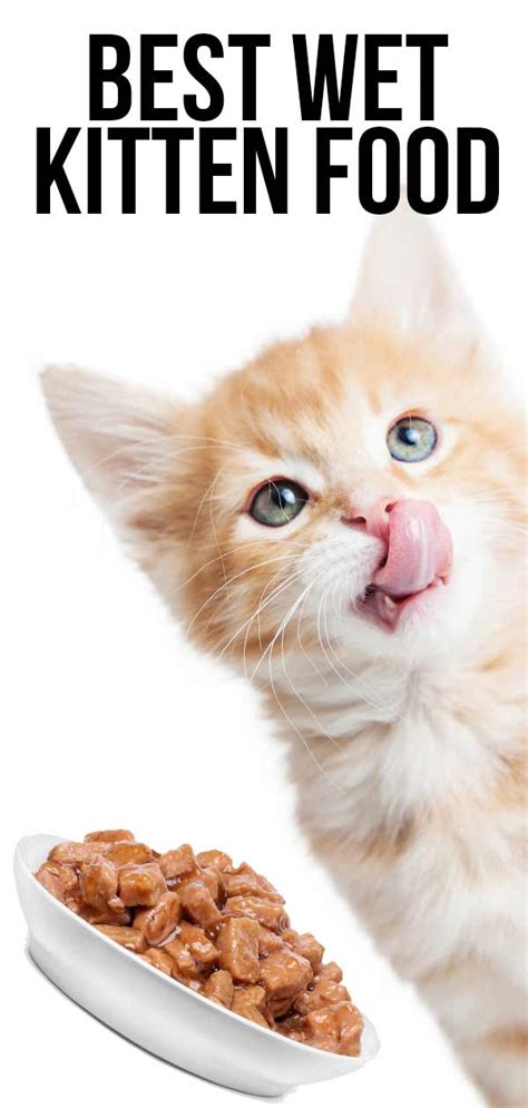 Read our ultimate guide and review to the most popular products this year and find out where to buy. Best Wet Kitten Food: What Is Best for Your New Bundle of ...
