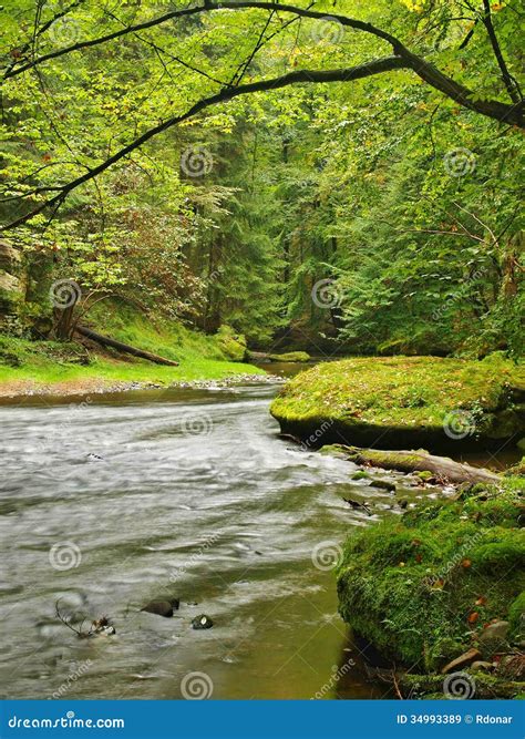 Mountain Stream In Fresh Green Leaves Forest After Rainy Day Stock