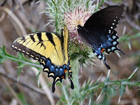 Eastern Tiger Swallowtail Butterfly And Spice Bush Swallowtail