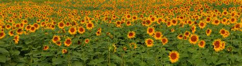 Sunflower Field Near North Dakota Highway 14 Near Turtle M Flickr