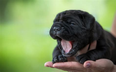 Cute puppy, yawning, black dog, hand wallpaper | animals | Wallpaper Better