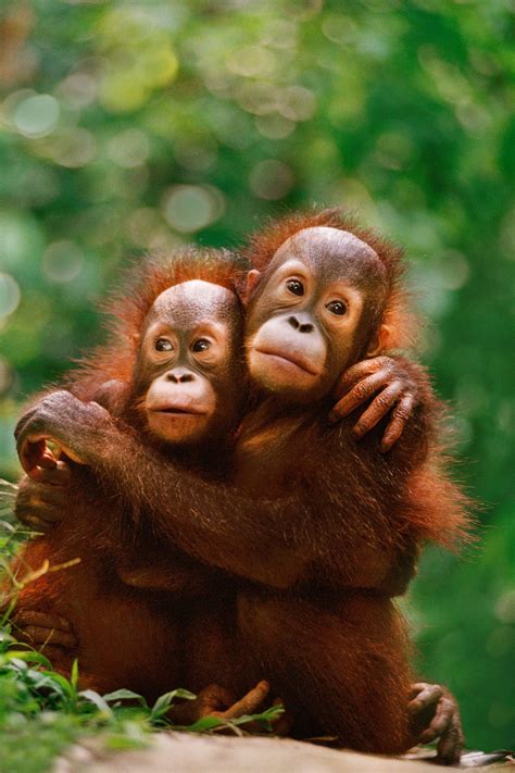 Pin On Apes Orangutans Chimpanzeesus