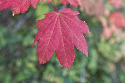 How To Identify Deciduous Trees By Their Leaves
