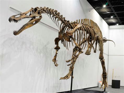 Dinosaur Exhibition Dinosaur Museum Dinosaur