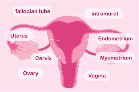 Royalty Free Cervix Clip Art Vector Images And Illustrations Istock