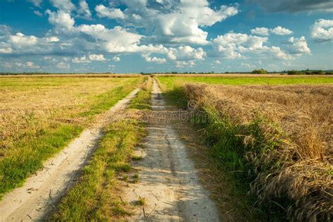 Country Road Through Fields With Grain And Mowed Field Stock Image