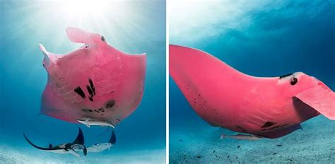 Worlds Only Mystҽrioᴜs Pink Manta Ray Spotted In The Great Barrier Reef