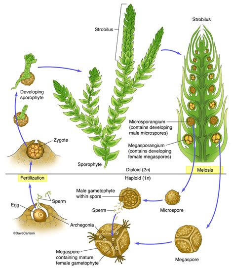 Diagram Diagram Of Moss