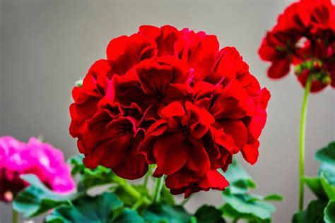 Beautiful Bold Red Annual Flowers For Your Summer Garden Floraqueen En