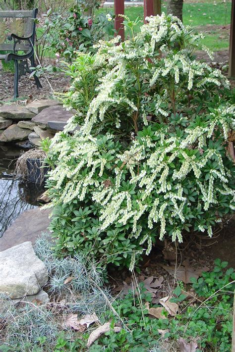 Start Spring Out With Easy To Grow Japanese Pieris What Grows There