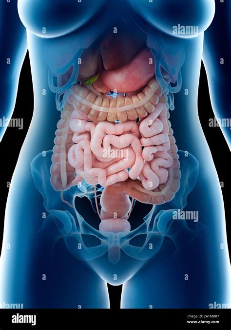 Female Abdominal Organs Computer Illustration Stock Photo Alamy