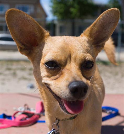 Chihuahua Terrier Mix What To Expect From This Unusual Mix Breed Dog