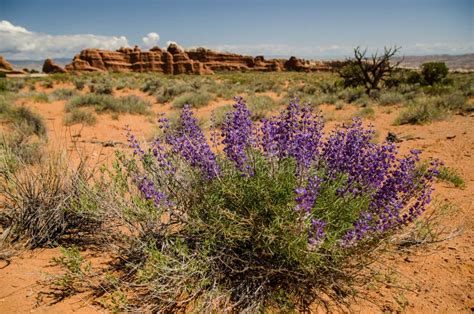 Beautiful Plant In Arches National Park Utah Us Stock Photo Image