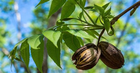 Pecan tree is an accommodation in arizona. Ask Clay: Test your mettle with this question about pecan ...