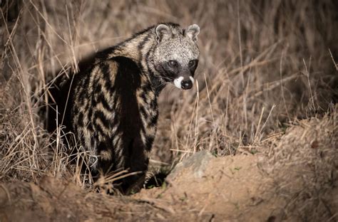African Civet Cat Wallpapers High Quality Download Free