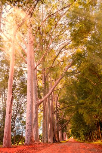 Sunbeams Through The Trees Stock Photo Download Image Now Country