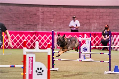 Whippet Bourbon Wins Best In Show At 20th Akc National Championship