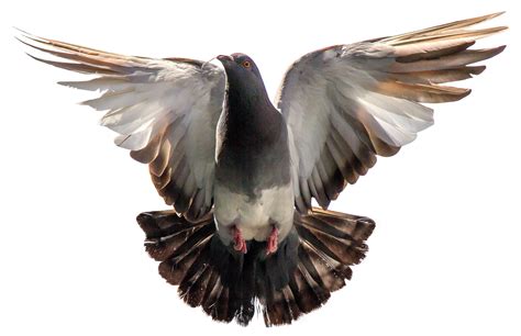 Pigeon Flying Png Image For Free Download