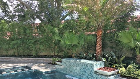 Bamboo Landscape Design In Orlando Florida Blg Environmental