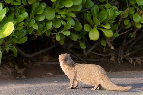 Simply Spellbinding Facts About The Mongoose Pet Ponder