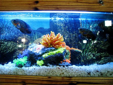 Start An Indoor Fish Farming Business From Home Institute Of Ecolonomics