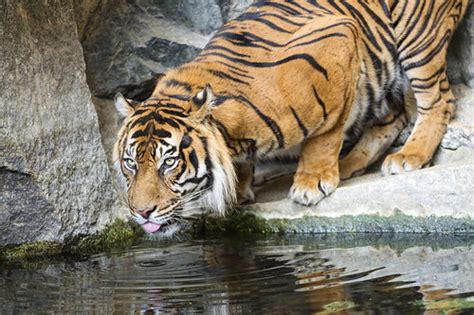 Sumatran Tigress Drinking A Sumatran Tigress Of The Berlin Flickr