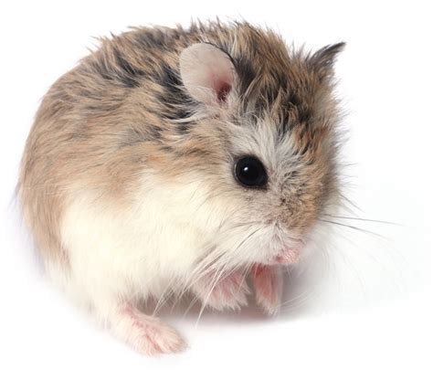 Roborovski Hamster Nu Pets Pet Centre