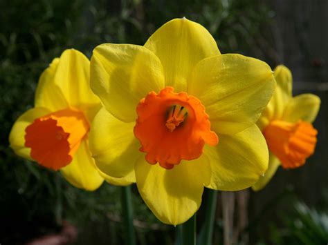 What Is A Miniature Narcissus How To Grow Dwarf Daffodil Flowers