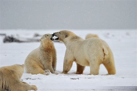 Réalisé par harold arsenault, penny lee colbourne. Ours Polaire - L'ours polaire en images - INFORMATUX ...