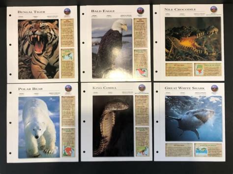 Lot Of 6 Wildlife Explorer Cards Multiple Groups And Cards Ebay