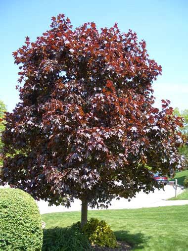 Crimson King Maple Tree Dark Purple Foliage That Glows In The Sun
