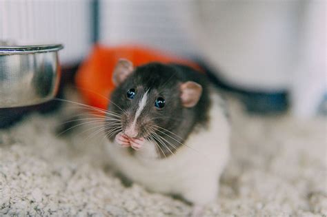What To Do If Your Pet Rat Has Lice