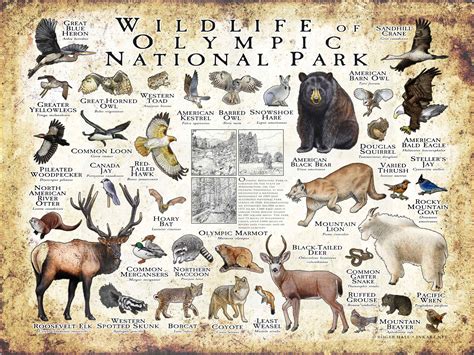 Wildlife Of Olympic National Park Poster Print