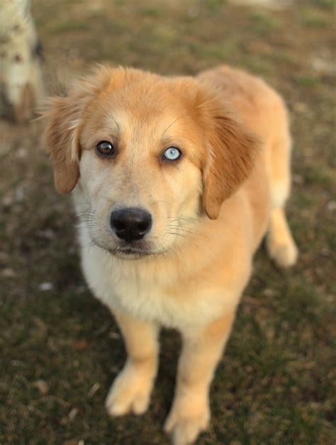 The golden retriever lab mix lifespan is likely to be between 10 and 12 years because both the labrador retriever and golden retriever share that life expectancy range. Cute Dogs: Golden Retriever Poodle Mix