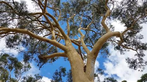 Maybe you would like to learn more about one of these? Eucalyptus Tree Leaves Fluttering In The Wind - Close Up ...
