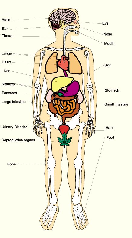 A system is an organization of varying numbers and kinds of organs so arranged that. New Photos in Anatomy of human body organs