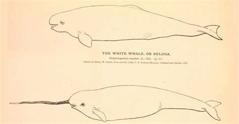 Scientists Confirm Discovery Of A Narwhal Beluga Whale Hybrid