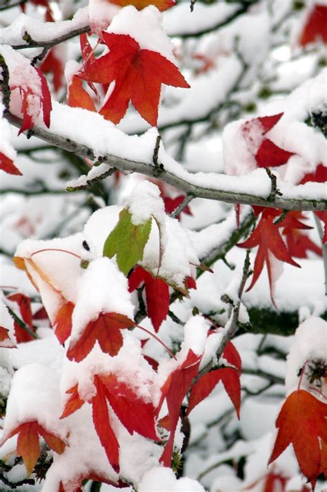 Winter Color Maple Leaf I Love Snow I Love Winter Winter Fun