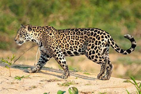 Jaguar Bilder Und Stockfotos Istock