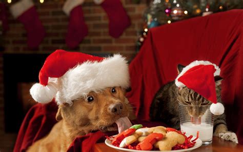 Christmas Wallpaper With Dog And Cat Hd Animals Wallpapers