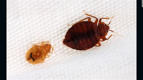 Bedbugs Are Drawn To Certain Colors Study Finds F3news
